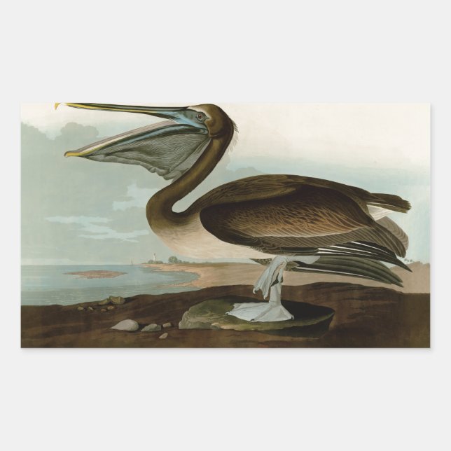 John James Audubon Brown Pelican Artwork Painting Rechteckiger Aufkleber (Vorderseite)