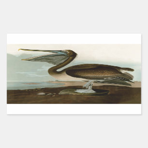 John James Audubon Brown Pelican Artwork Painting Rechteckiger Aufkleber
