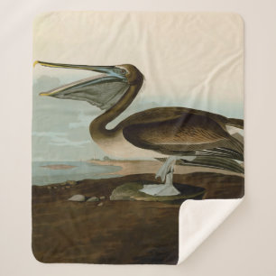 John James Audubon Brown Pelican Artwork Painting Sherpadecke