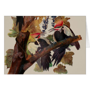 John James Audubon Buntspecht Vogel Druck