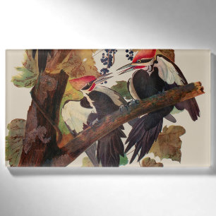 John James Audubon Buntspecht Vogel Druck Namenschild