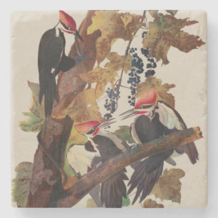 John James Audubon Buntspecht Vogel Druck Steinuntersetzer