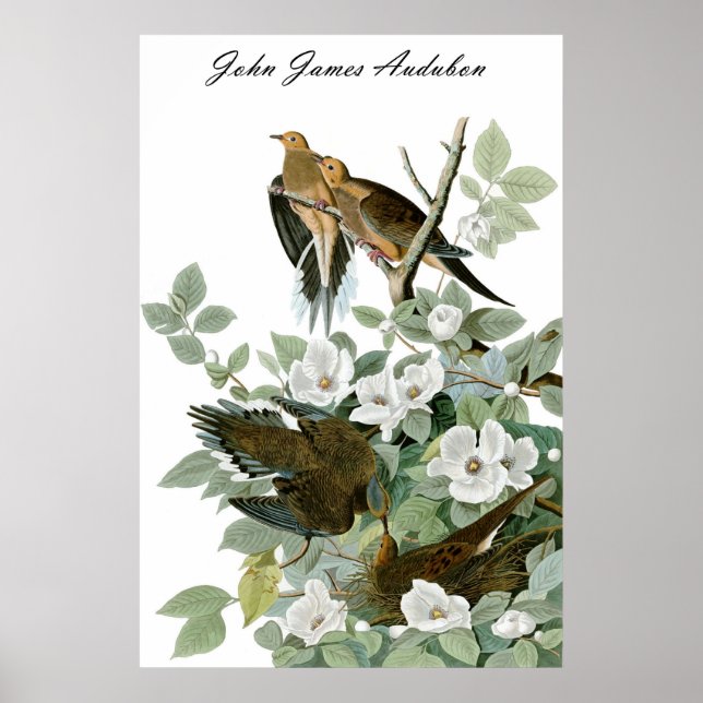 John James Audubon Carolina Pigeon Morning Dove 1 Poster (Vorne)
