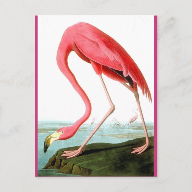 John James Audubon, Flamingo Painting Postkarte (Vorderseite)