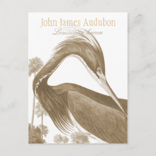 John James Audubon Lousiana Heron CC0752 Bird Postkarte