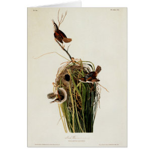 John James Audubon Marsh Wren Vogel Druck