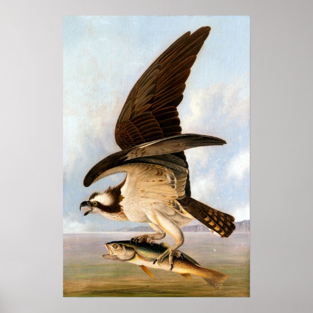 John James Audubon Osprey und Weakfish Poster (Vorne)