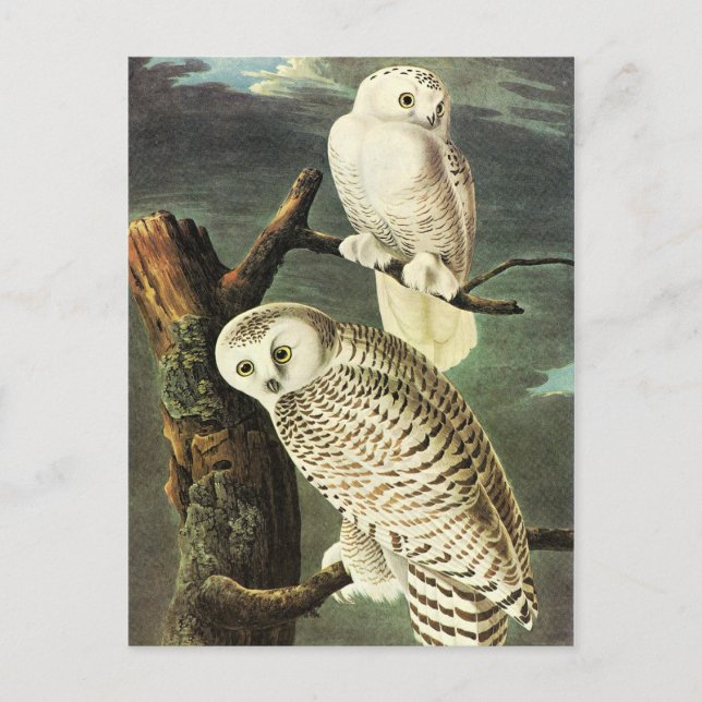 John James Audubon Owls Fine Art Postkarte (Vorderseite)