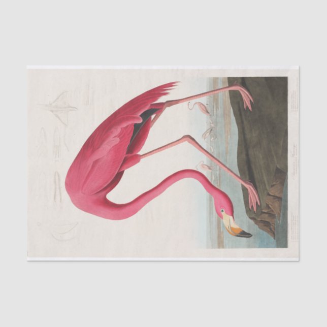 John James Audubon | Rosa Flamingo Seidenpapier (Vorderseite)
