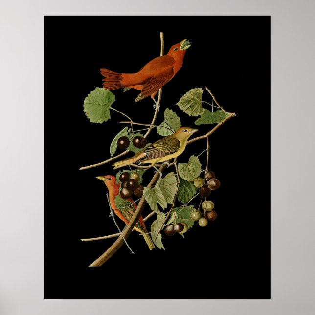 John James Audubon ~ Summer Red Birds ~ Poster (Vorne)