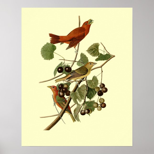 John James Audubon ~ Summer Red Birds ~ Poster (Vorne)