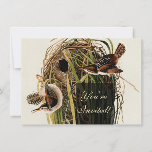 John James Audubon Sumpfzaunkönig-Vogel-Druck Einladung