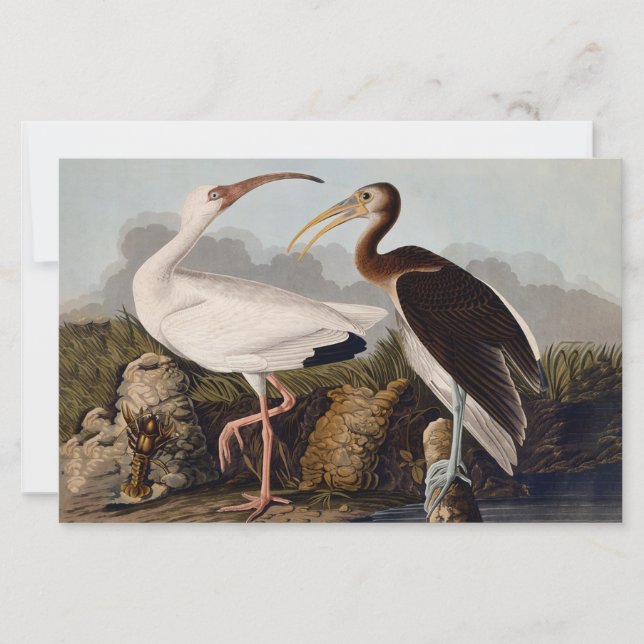 John James Audubon Weißer Ibis Vogel Druck Klassik (Vorderseite)