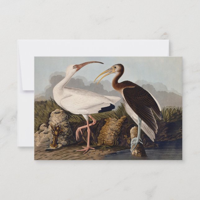 John James Audubon Weißer Ibis Vogel Druck Klassik (Vorderseite)