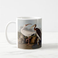 John James Audubon Weißer Ibis Vogel Druck Klassik