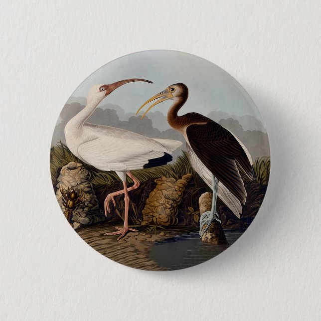 John James Audubon White Ibis Bird Print Classic Button (Vorderseite)