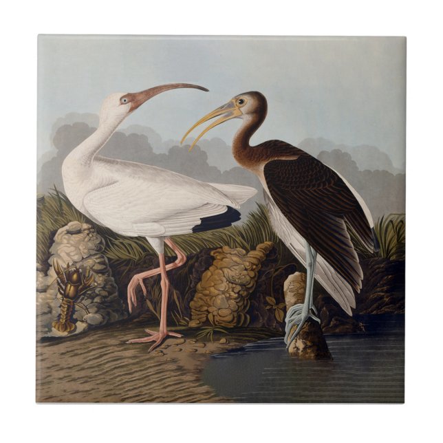 John James Audubon White Ibis Bird Print Classic Fliese (Vorderseite)