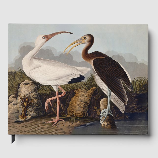 John James Audubon White Ibis Bird Print Classic Gästebuch (Vorderseite)