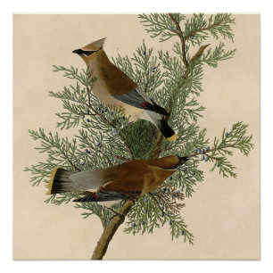 John James Audubon Zedernseidenschwanz-Vogel Druck