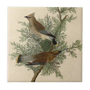 John James Audubon Zedernseidenschwanz-Vogel Druck Fliese