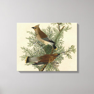 John James Audubon Zedernseidenschwanz-Vogel-Druck Leinwanddruck