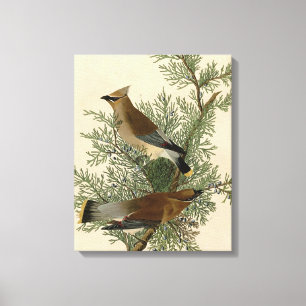 John James Audubon Zedernseidenschwanz-Vogel-Druck Leinwanddruck