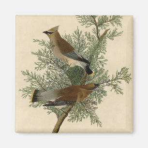 John James Audubon Zedernseidenschwanz-Vogel Druck Magnet