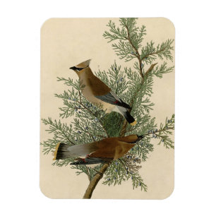 John James Audubon Zedernseidenschwanz-Vogel Druck Magnet