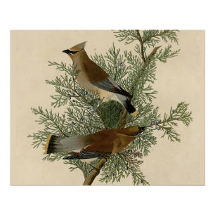 John James Audubon Zedernseidenschwanz-Vogel-Druck Poster
