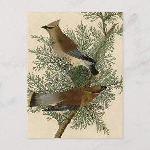 John James Audubon Zedernseidenschwanz-Vogel Druck Postkarte