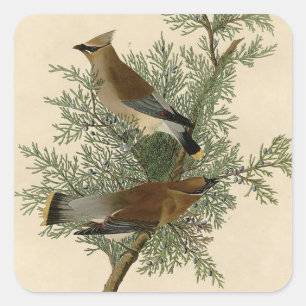 John James Audubon Zedernseidenschwanz-Vogel Druck Quadratischer Aufkleber