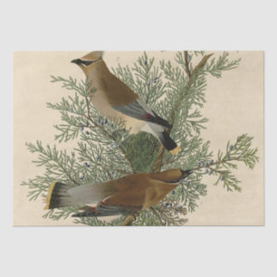 John James Audubon Zedernseidenschwanz-Vogel Druck Seidenpapier