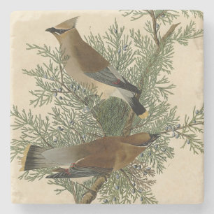 John James Audubon Zedernseidenschwanz-Vogel Druck Steinuntersetzer