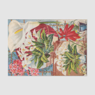 John Lewis Child's Calla Blume Bulbs Katalog 1898 Seidenpapier