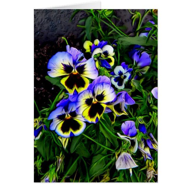 Johnny Jump Up (Vorne)