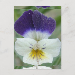 Johnny Jump-up Blume Pic Postkarte