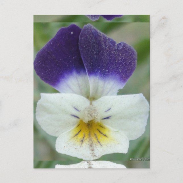 Johnny Jump-up Blume Pic Postkarte (Vorderseite)