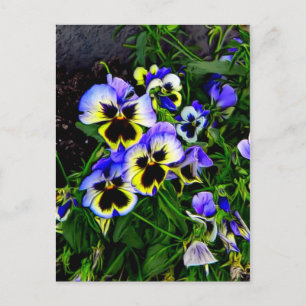 Johnny Jump Up Postkarte