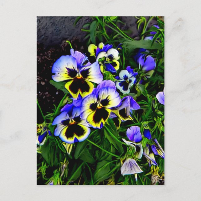 Johnny Jump Up Postkarte (Vorderseite)