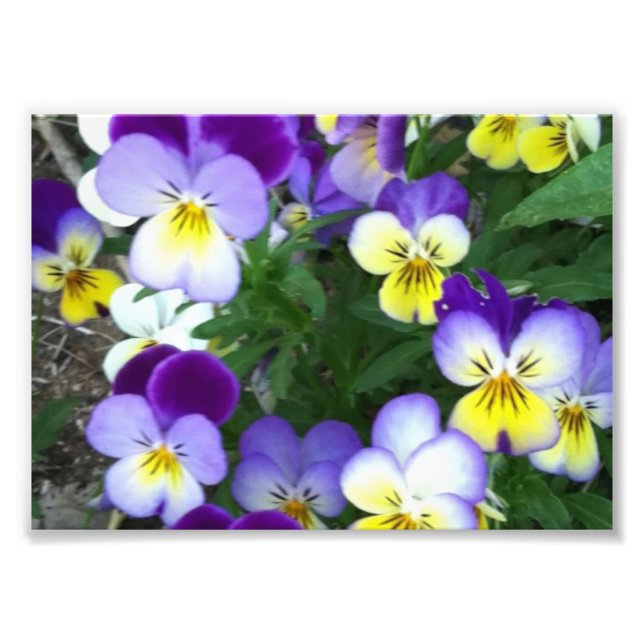 Johnny springt hoch fotodruck (Vorne)