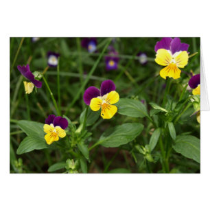 Johnny-Sprung-UPS Karte