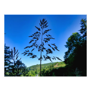 Johnson Grass Fotodruck