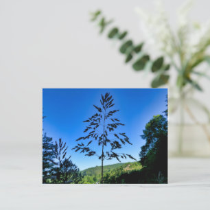 Johnson Grass Postkarte