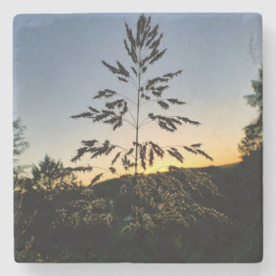 Johnson Grass Steinuntersetzer