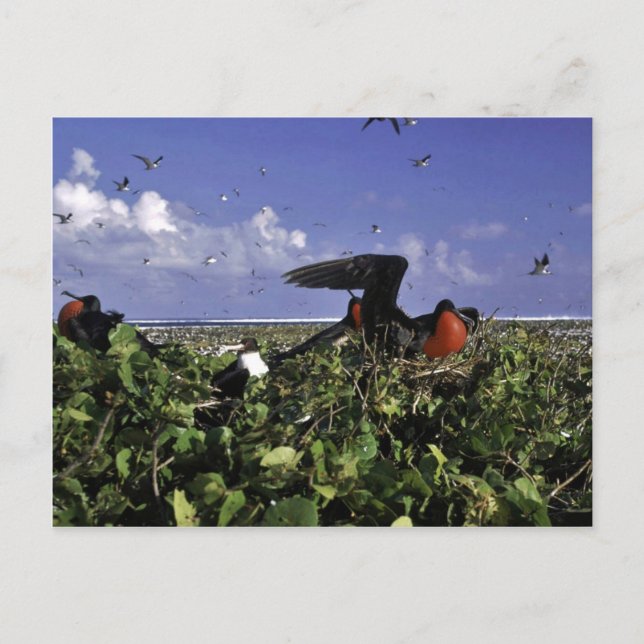 Johnston Island National Wildlife Refuge Postkarte (Vorderseite)