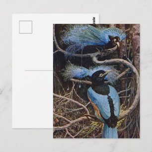 Johnston Vintage Blue Bird Paradise Illustration Postkarte