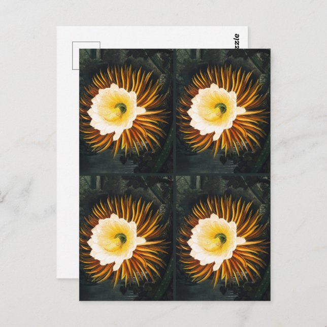 JohnThornton Vier nächtblühende Getreide Botanisch Postkarte (Vorne/Hinten)