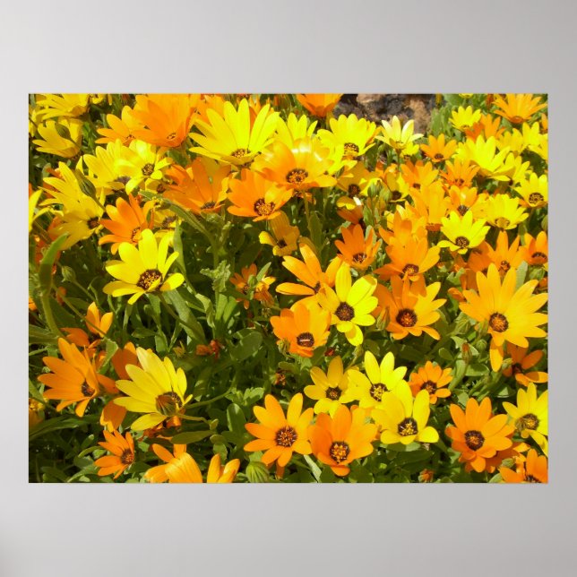 Joie de Vivre (1) Poster (Vorne)