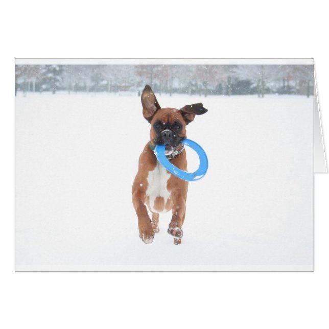 Jolie, das frizbee im Schnee spielt (Vorderseite (Horizontal))