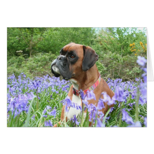 Jolie in den Bluebells (Vorderseite (Horizontal))